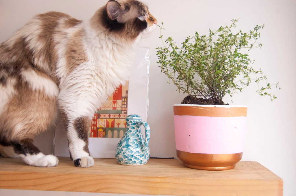 Pintar materas y pasar las plantas es menos complicado de lo que&nbsp;suena