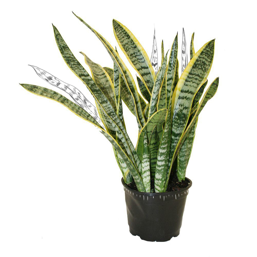 Snake Plant