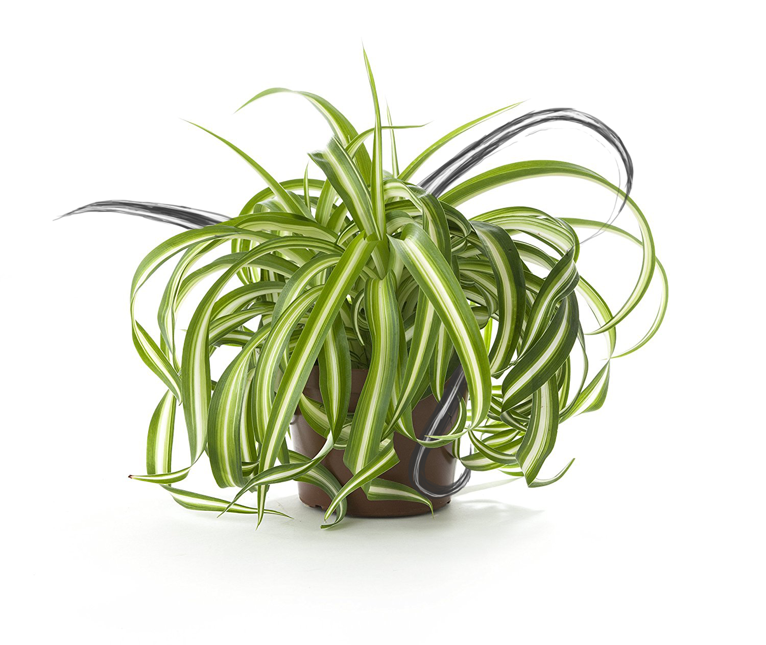 Spider Plant