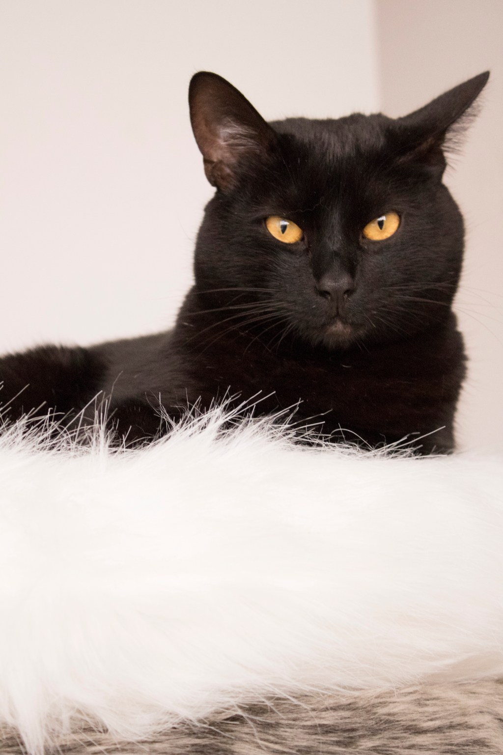 10 razones para tener&nbsp;gatos