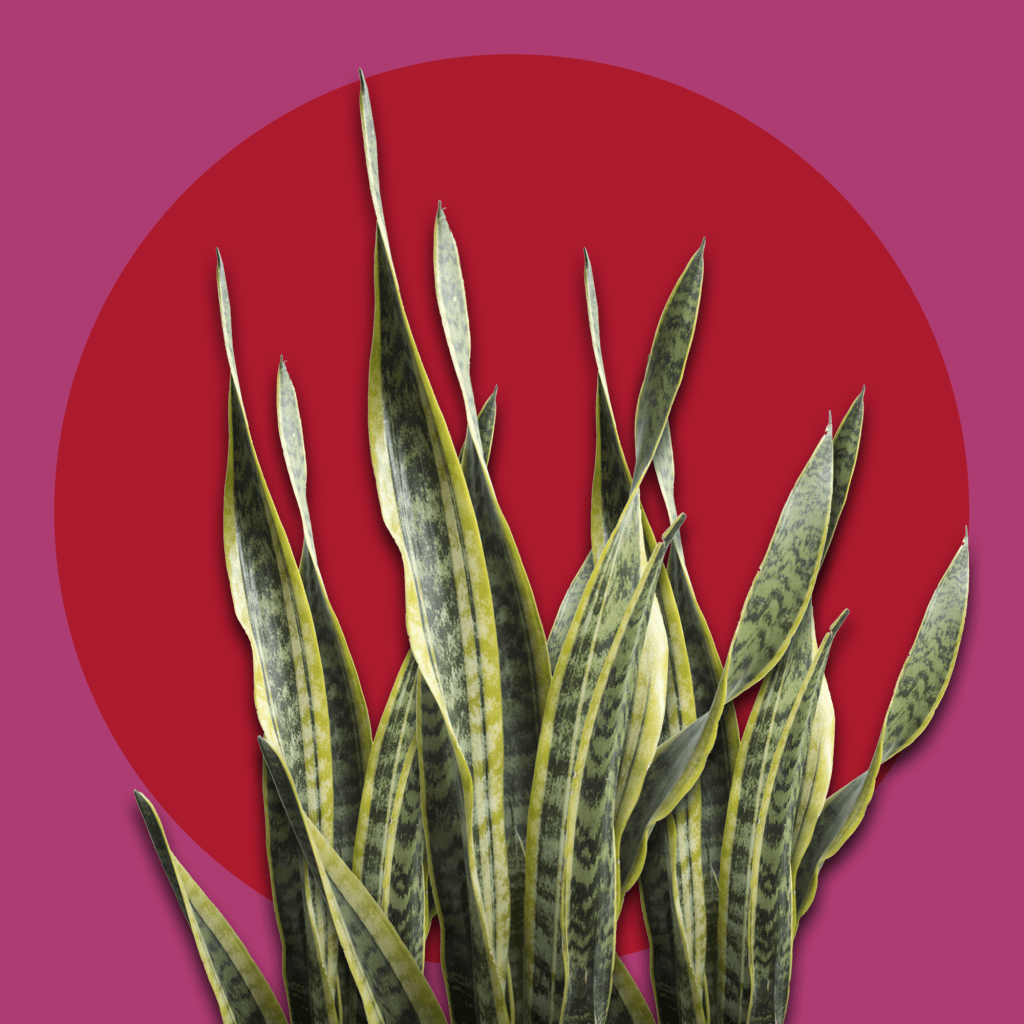 Cuidar plantas es cuidarte a ti&nbsp;misma